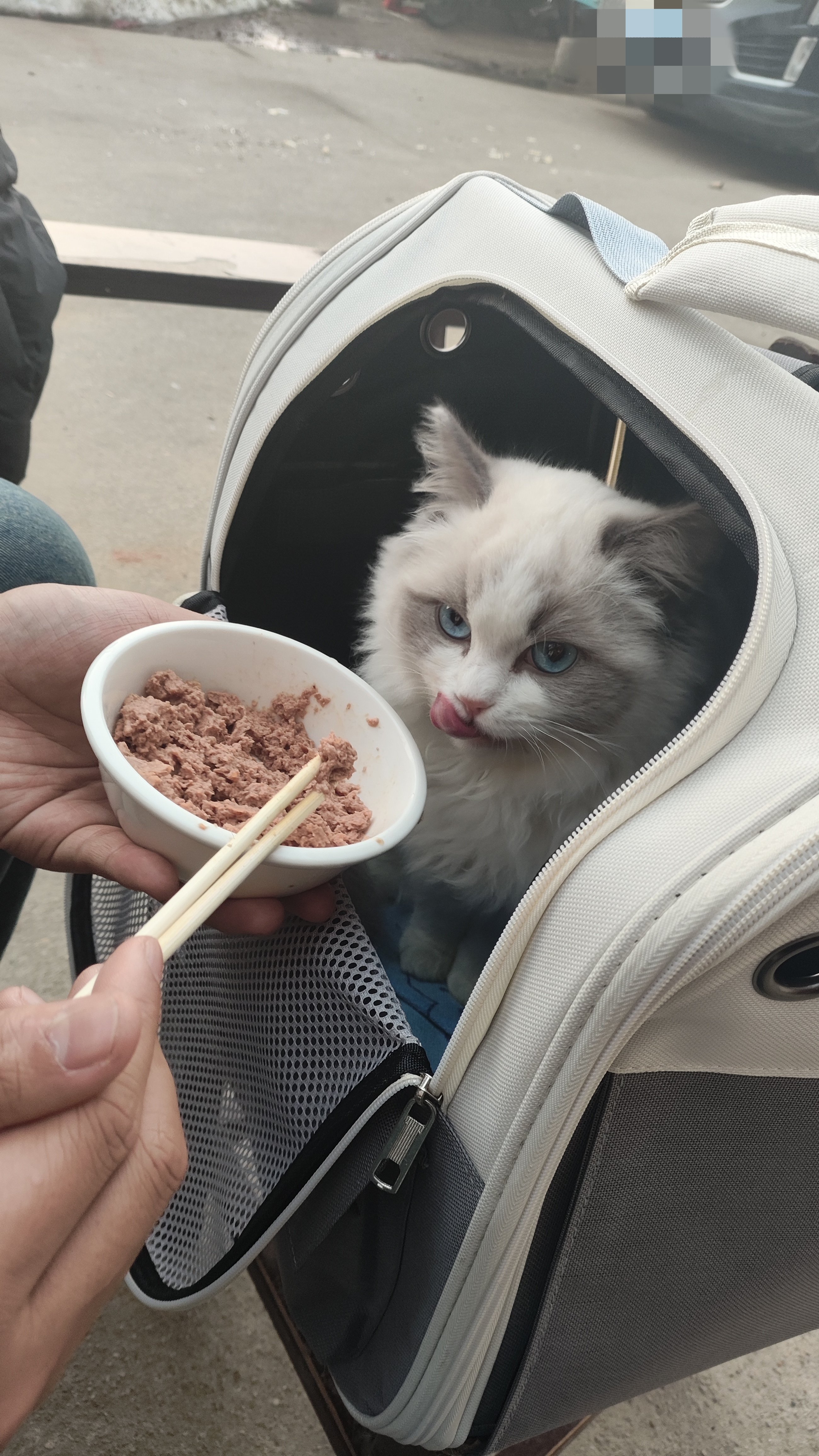 新年好~(给猫猫加餐1