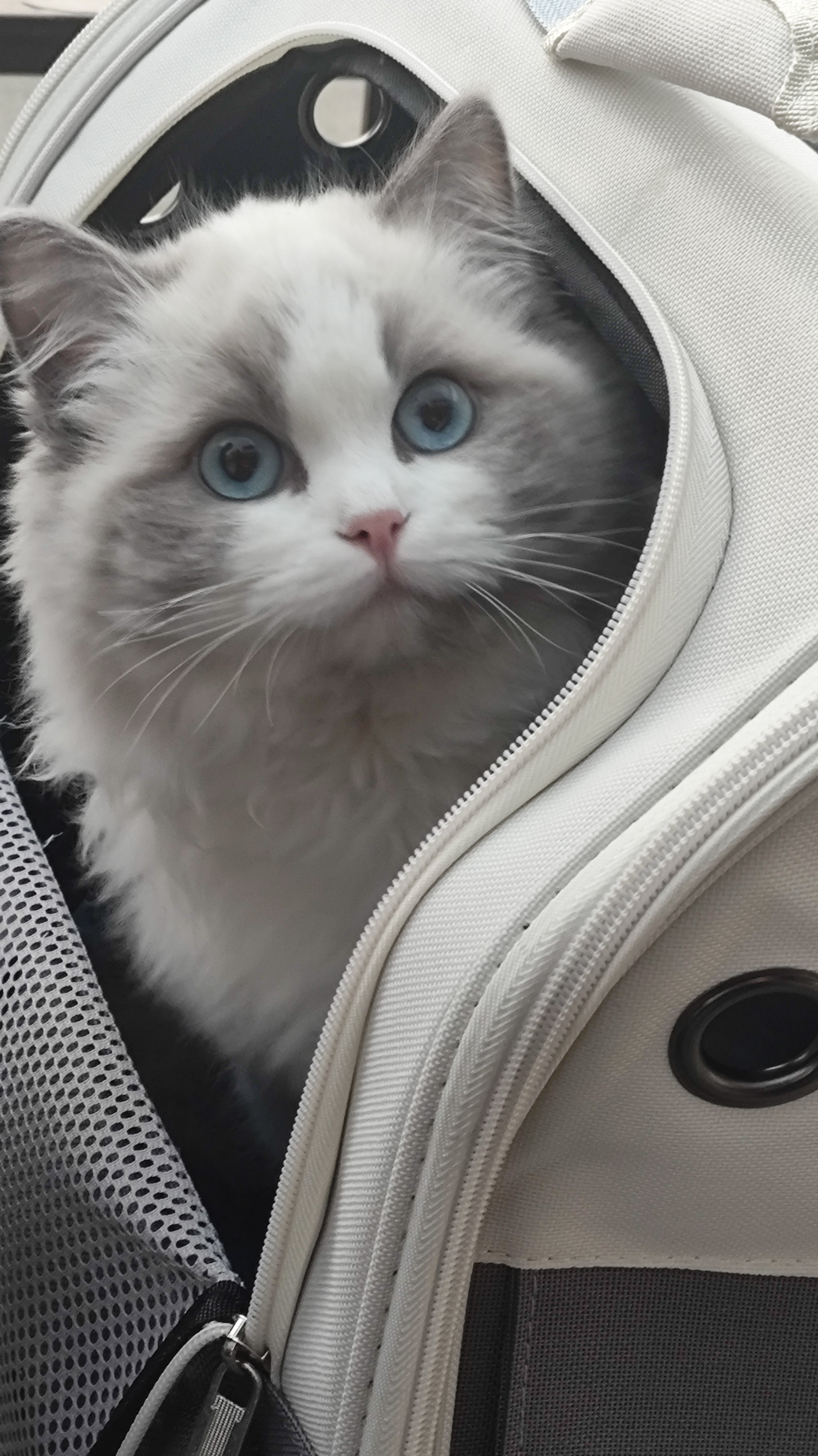 新年好~(给猫猫加餐2