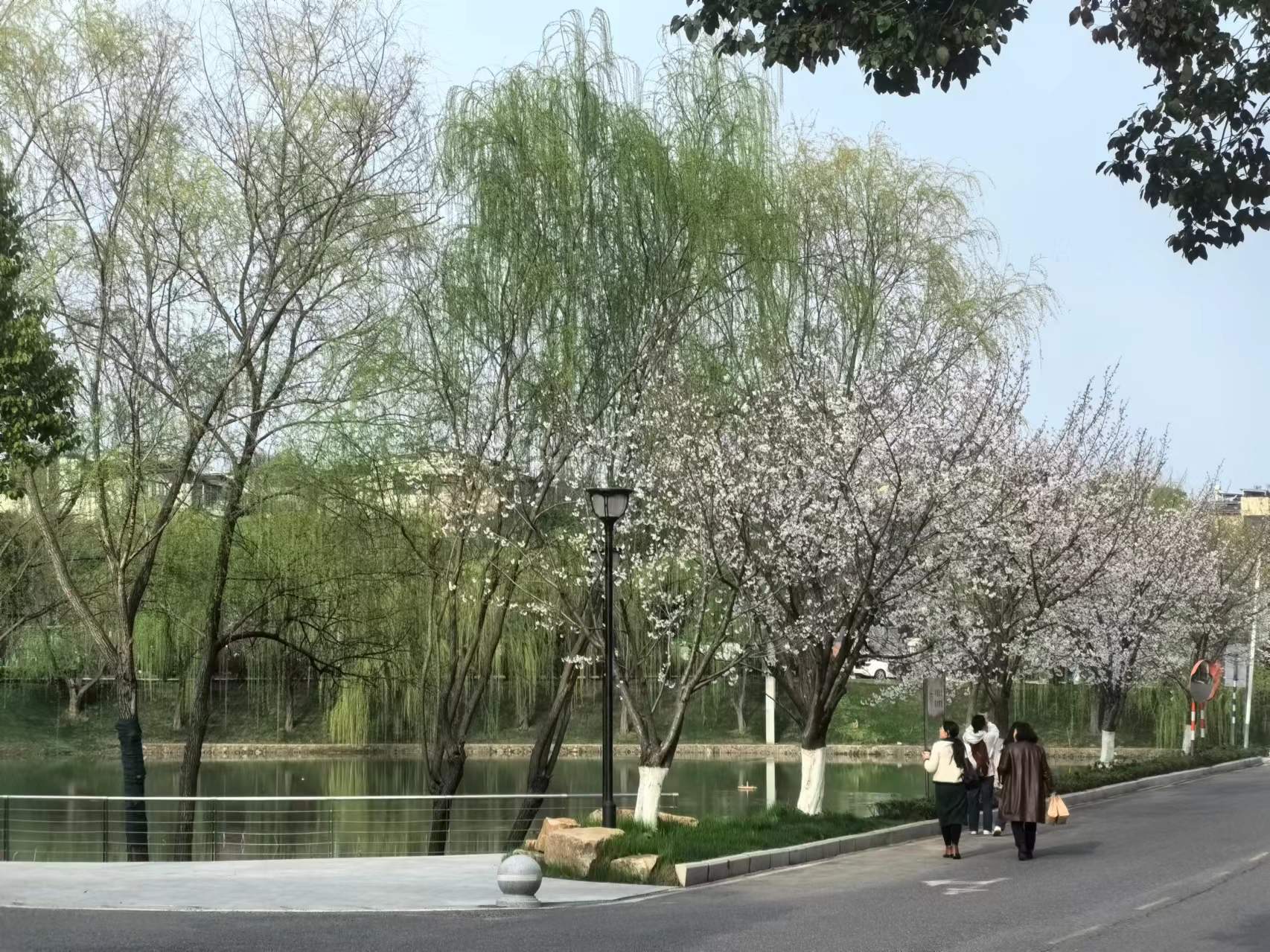 到学校讲课一下午，风景真好1