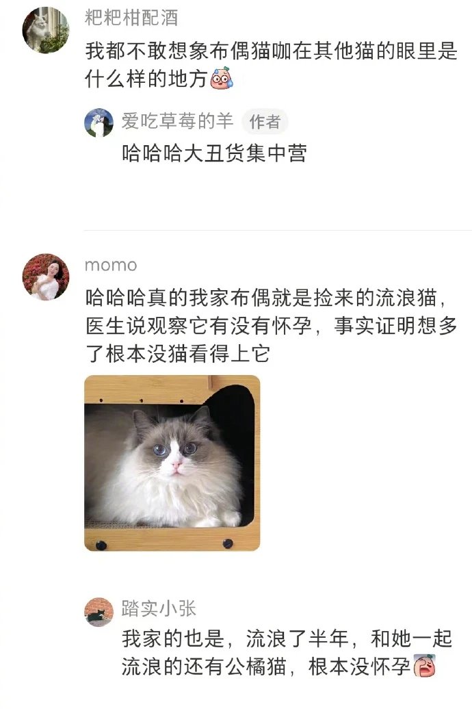 布偶是这样吗？哈哈2