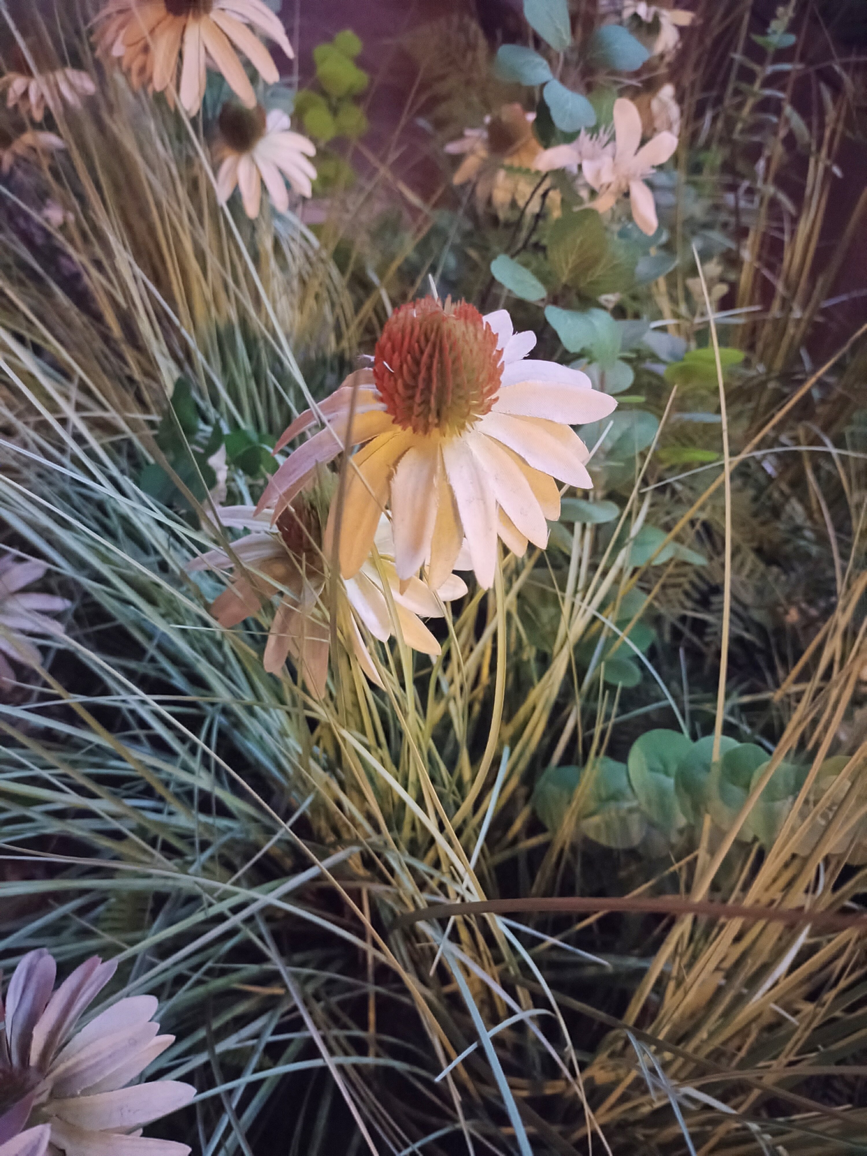 这是什么菊花1