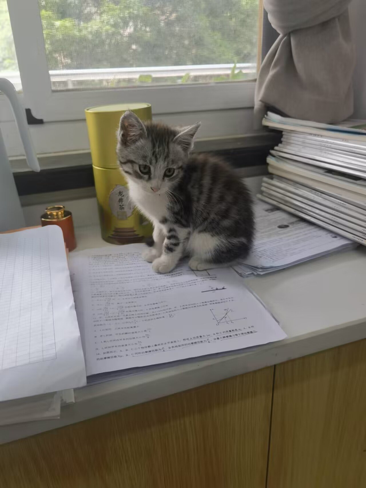 你怎么知道我也捡猫了1