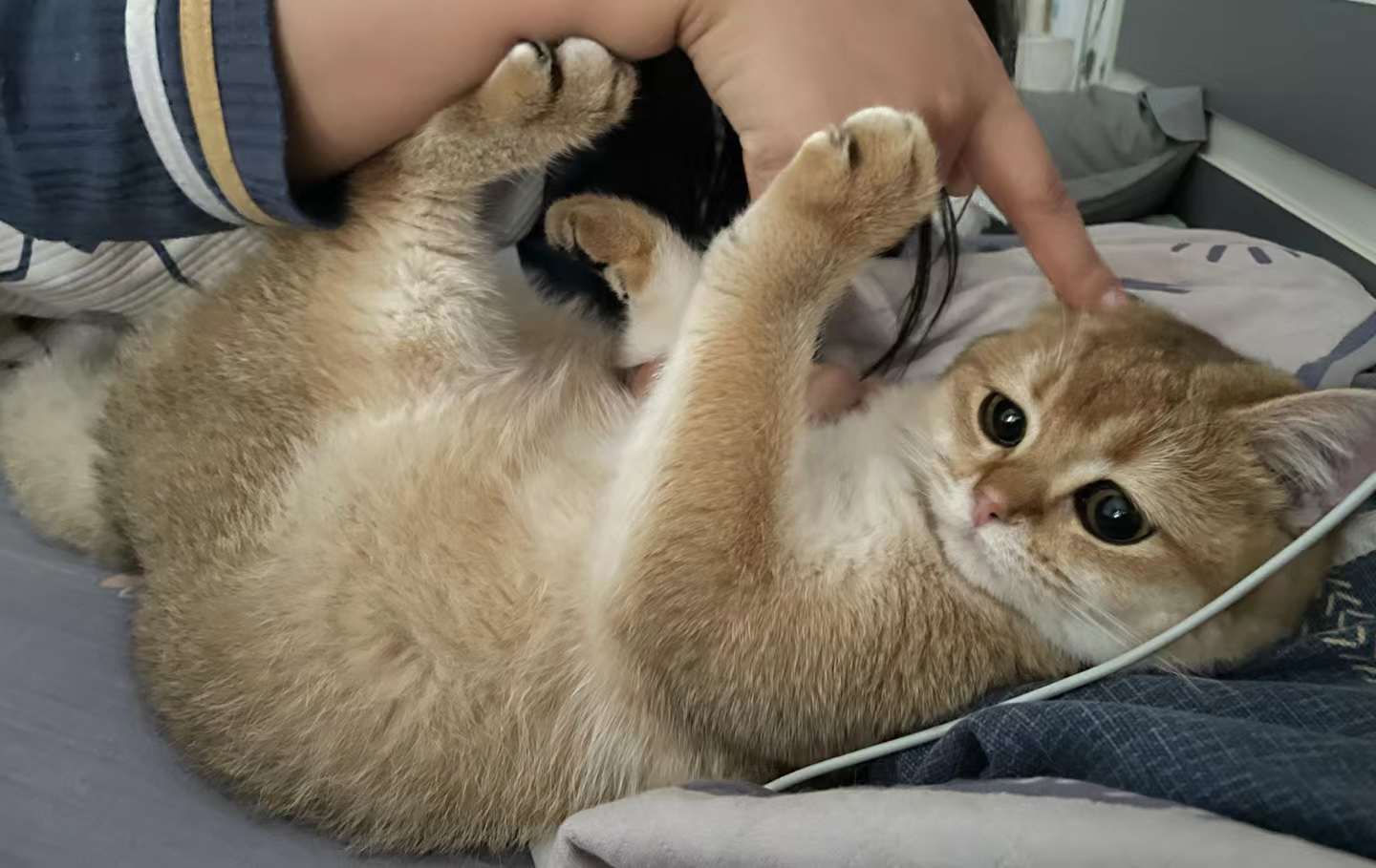 说出去让别家小猫听着多丢人！1
