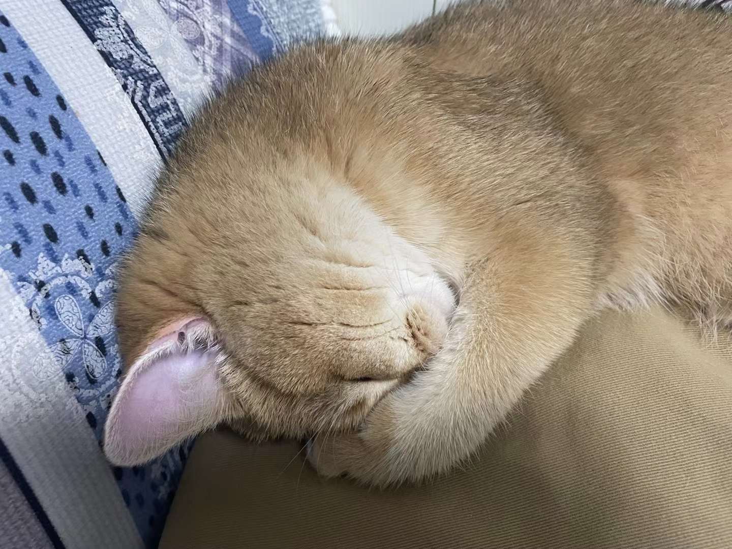说出去让别家小猫听着多丢人！2