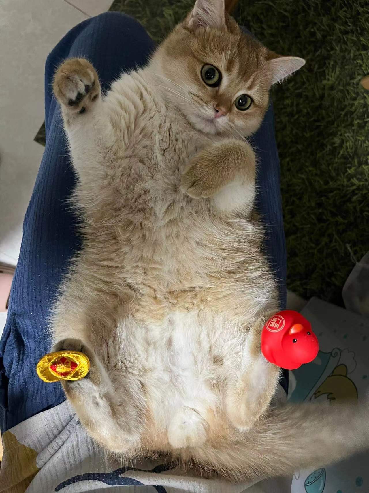 说出去让别家小猫听着多丢人！3