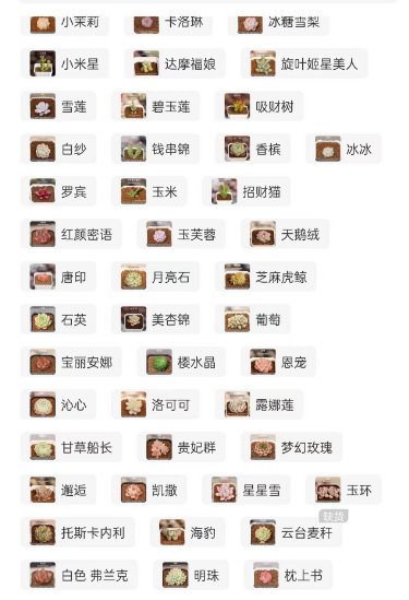 好久没关注多肉怎么现在新品种又这么多2