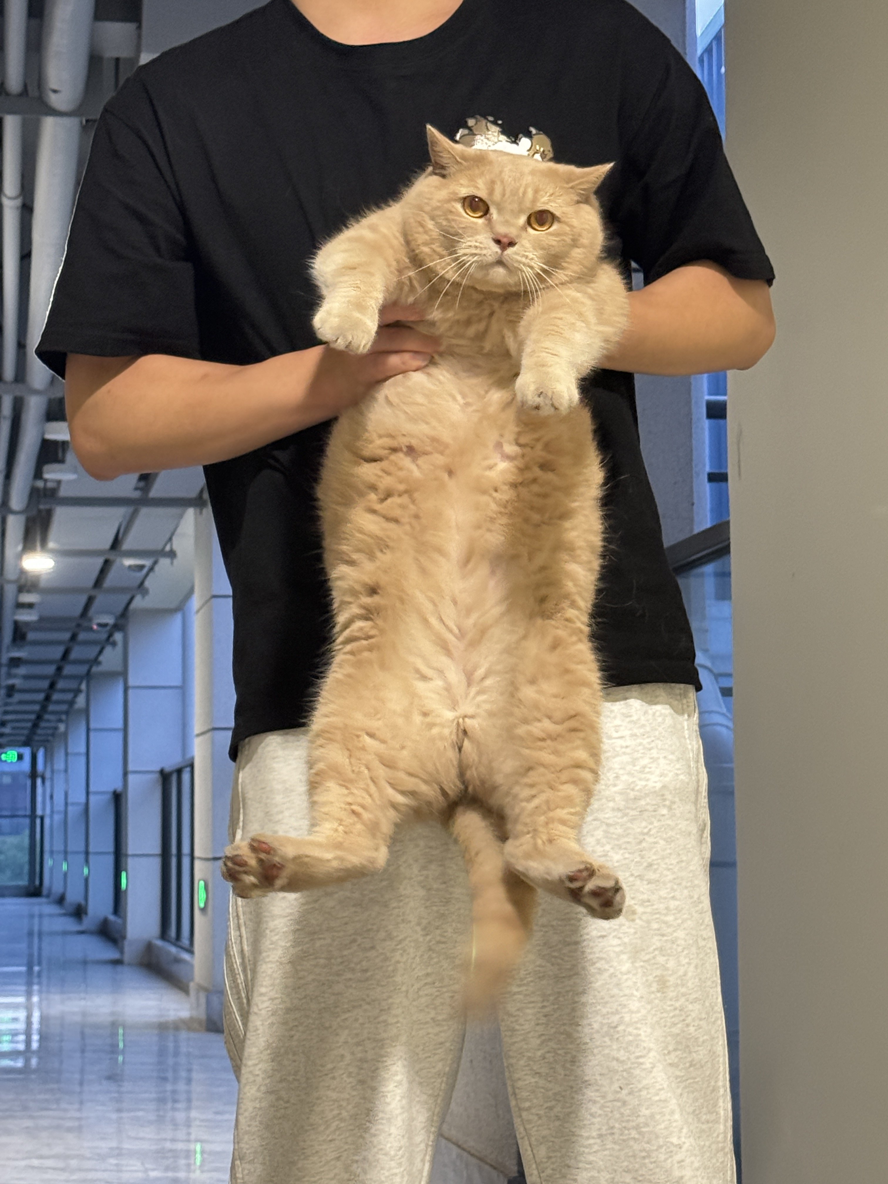 捡到个猫，咋办1