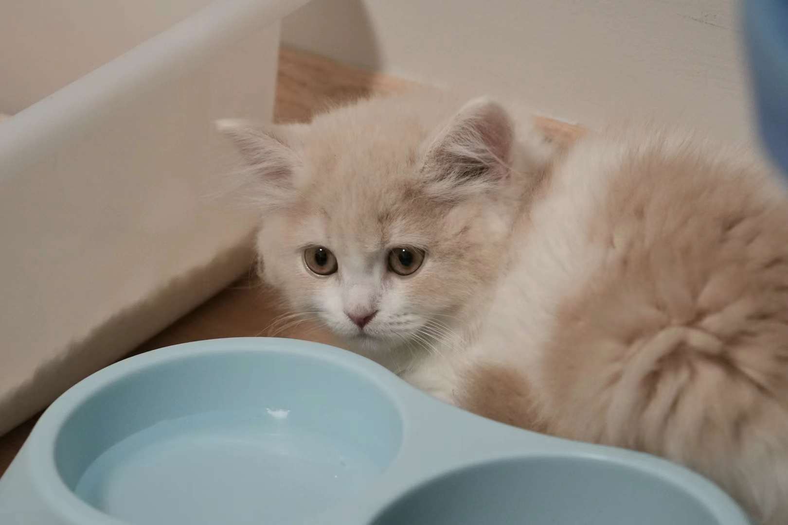 这下是真有猫了1