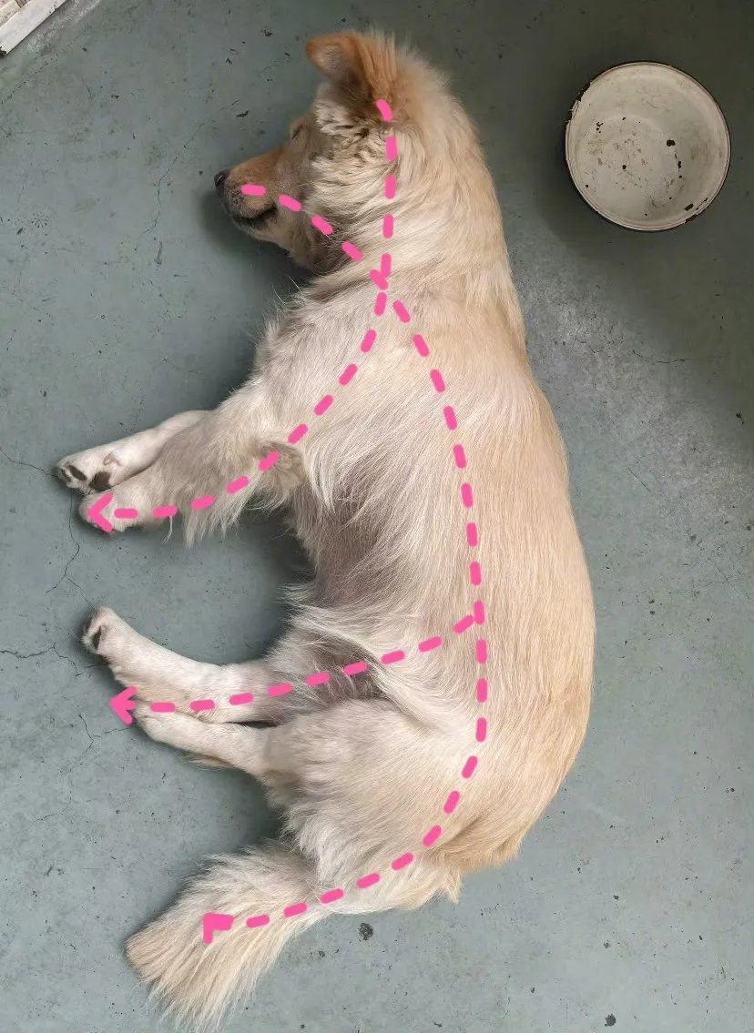 狗偏旁是这么来的啊1
