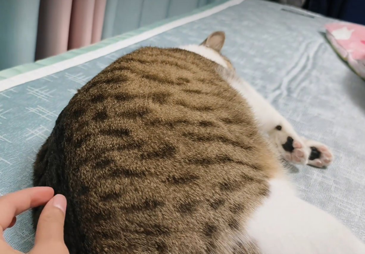 【妙妙】每日妙妙1