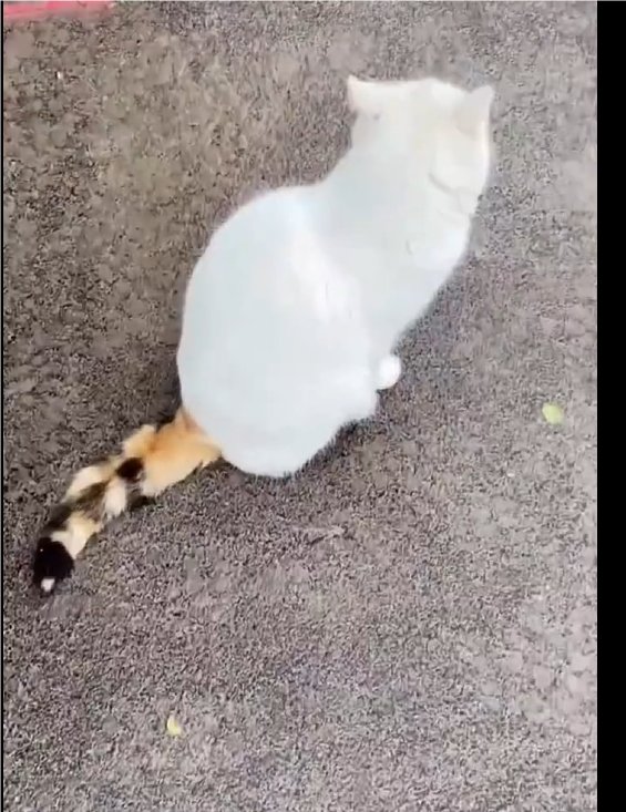 真有这种颜色的猫啊1