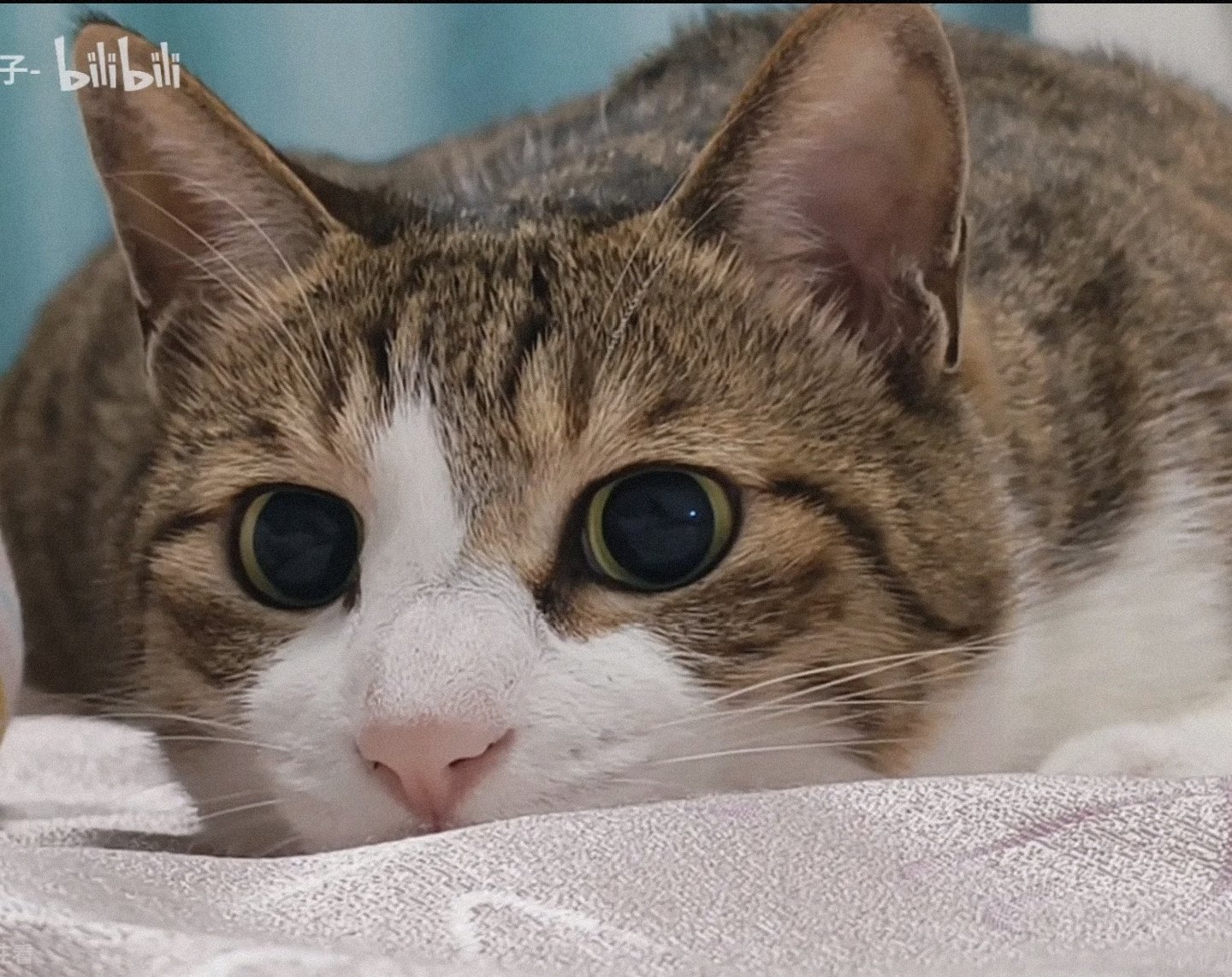 【妙妙】健康的小猫就是要荤素搭配！1