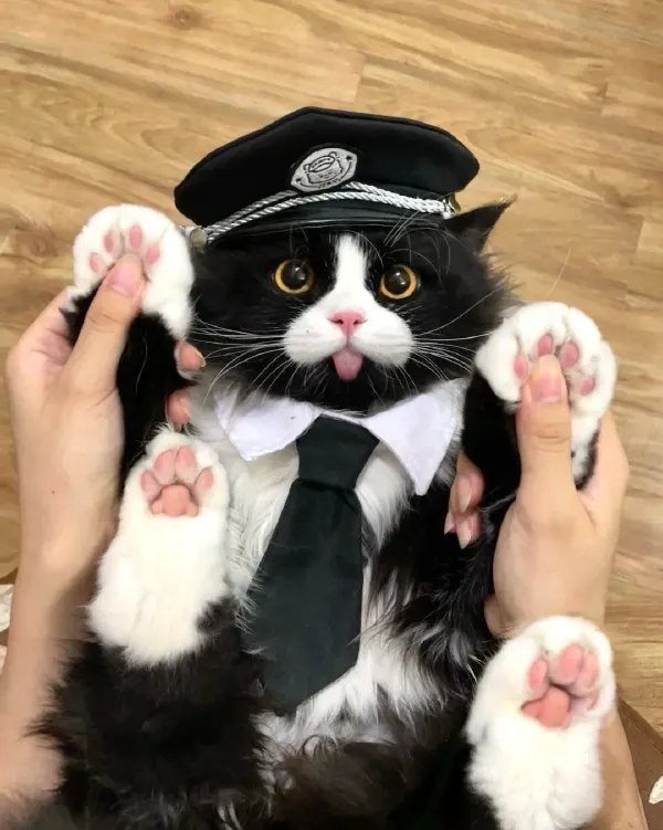 黑喵警长1