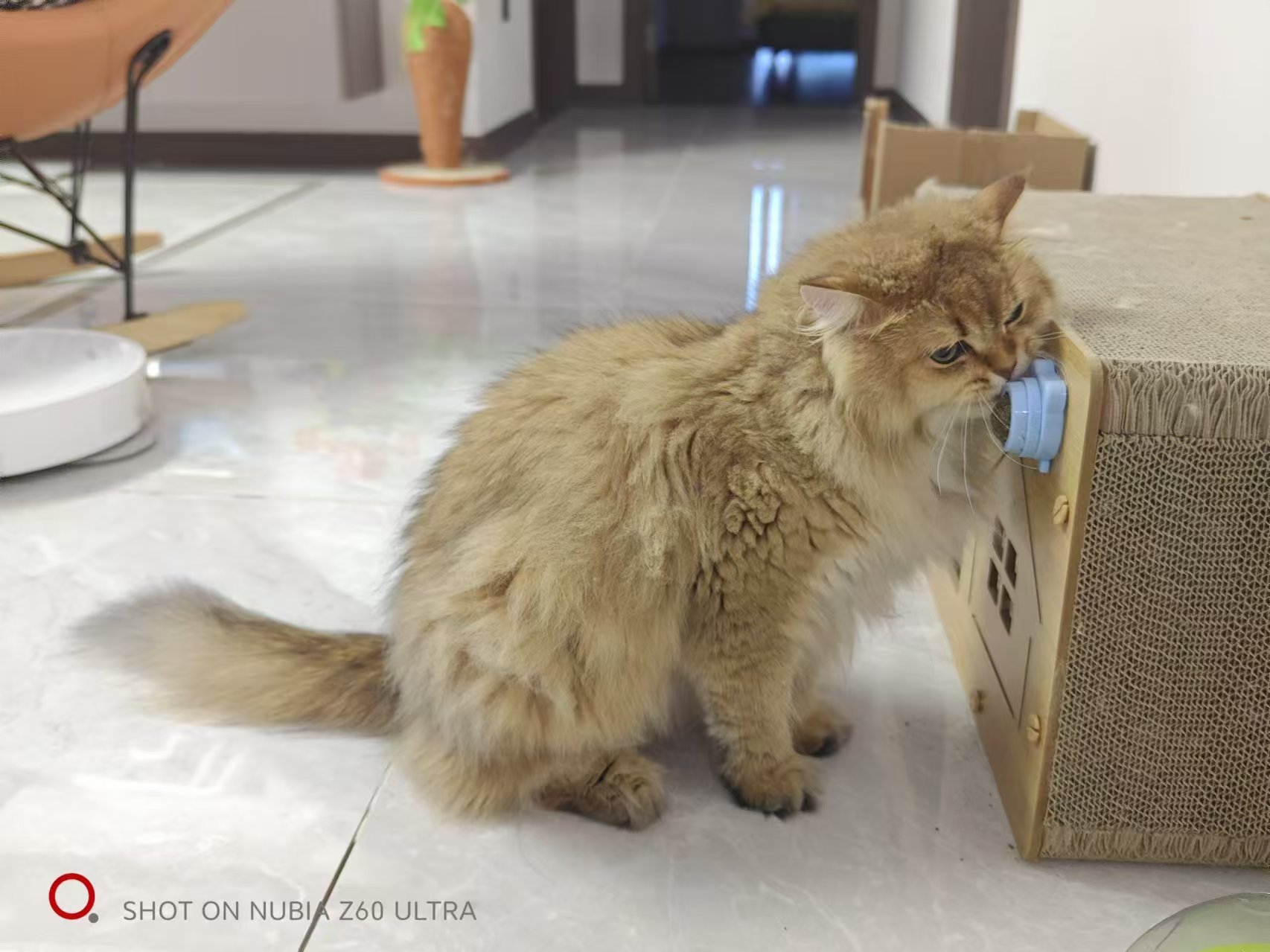 来张猫片，打发时间1
