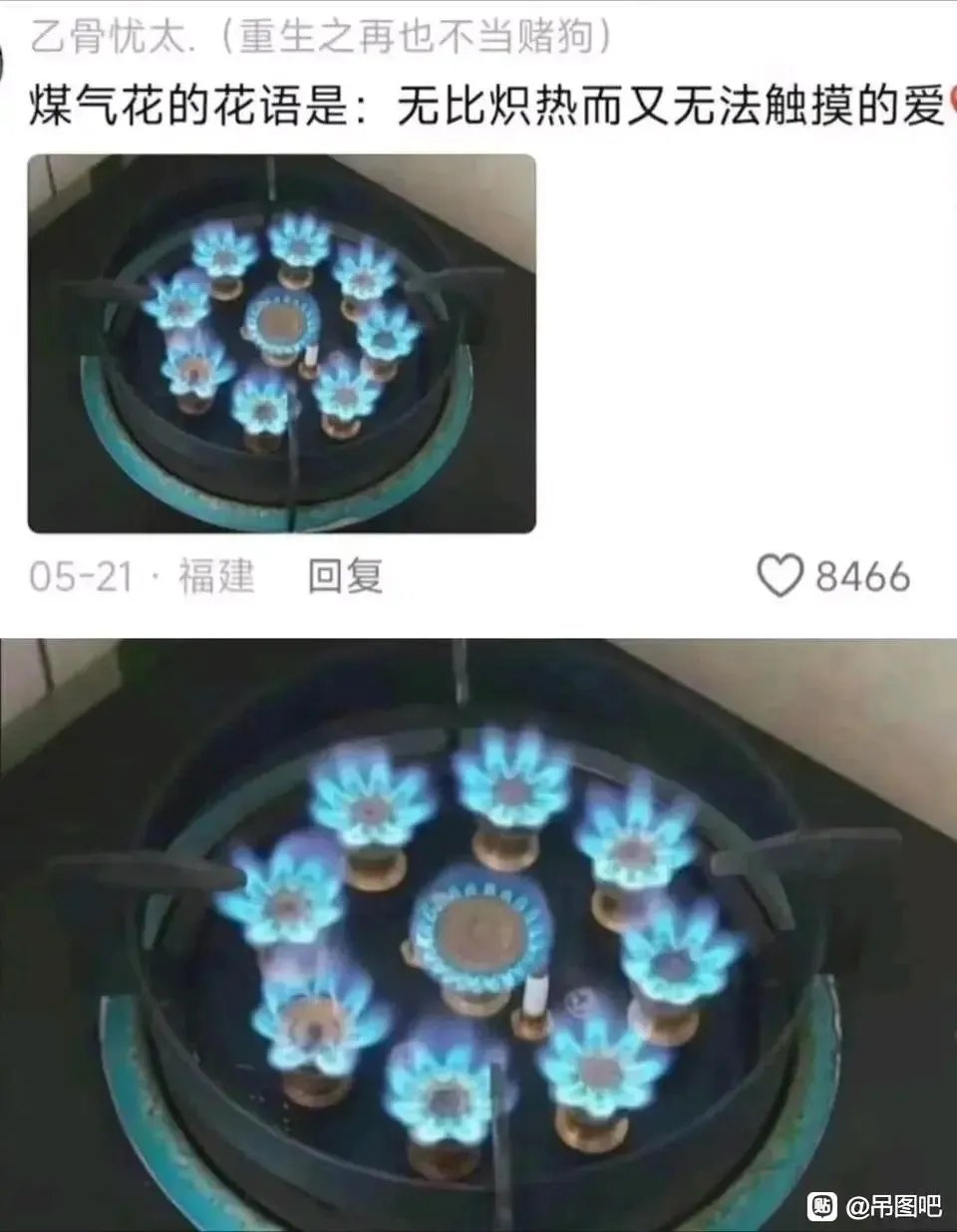 什么花语是无比炽热而又无法触摸的爱1