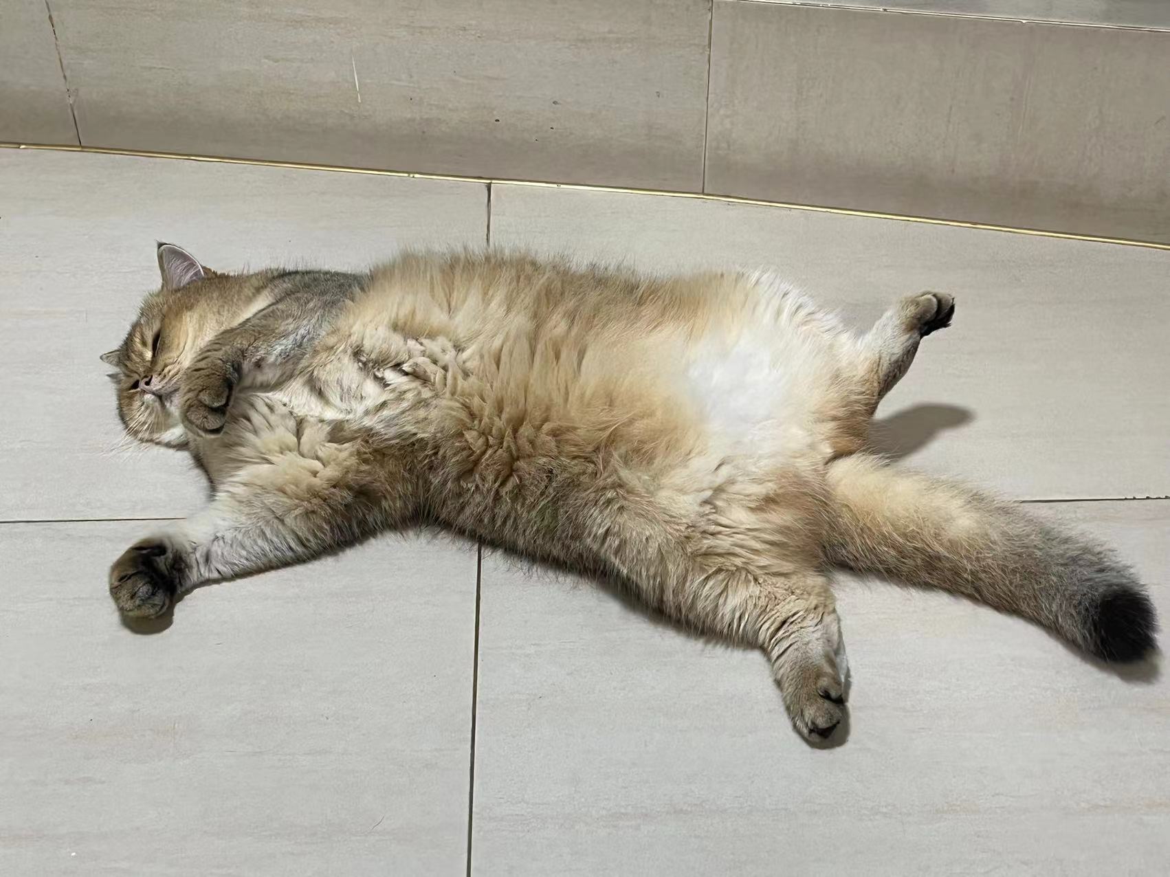 好大一只肥猪1