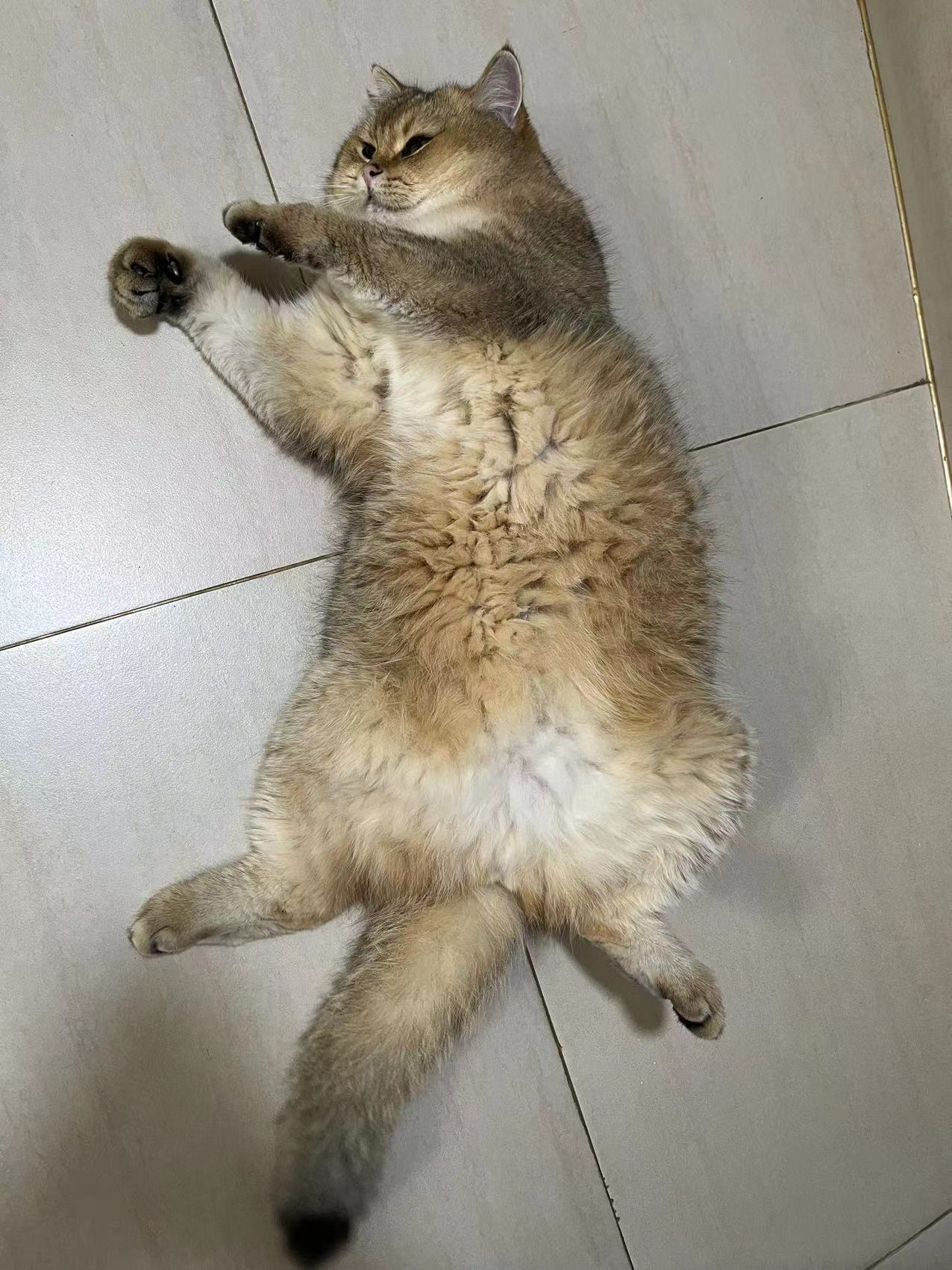 好大一只肥猪2
