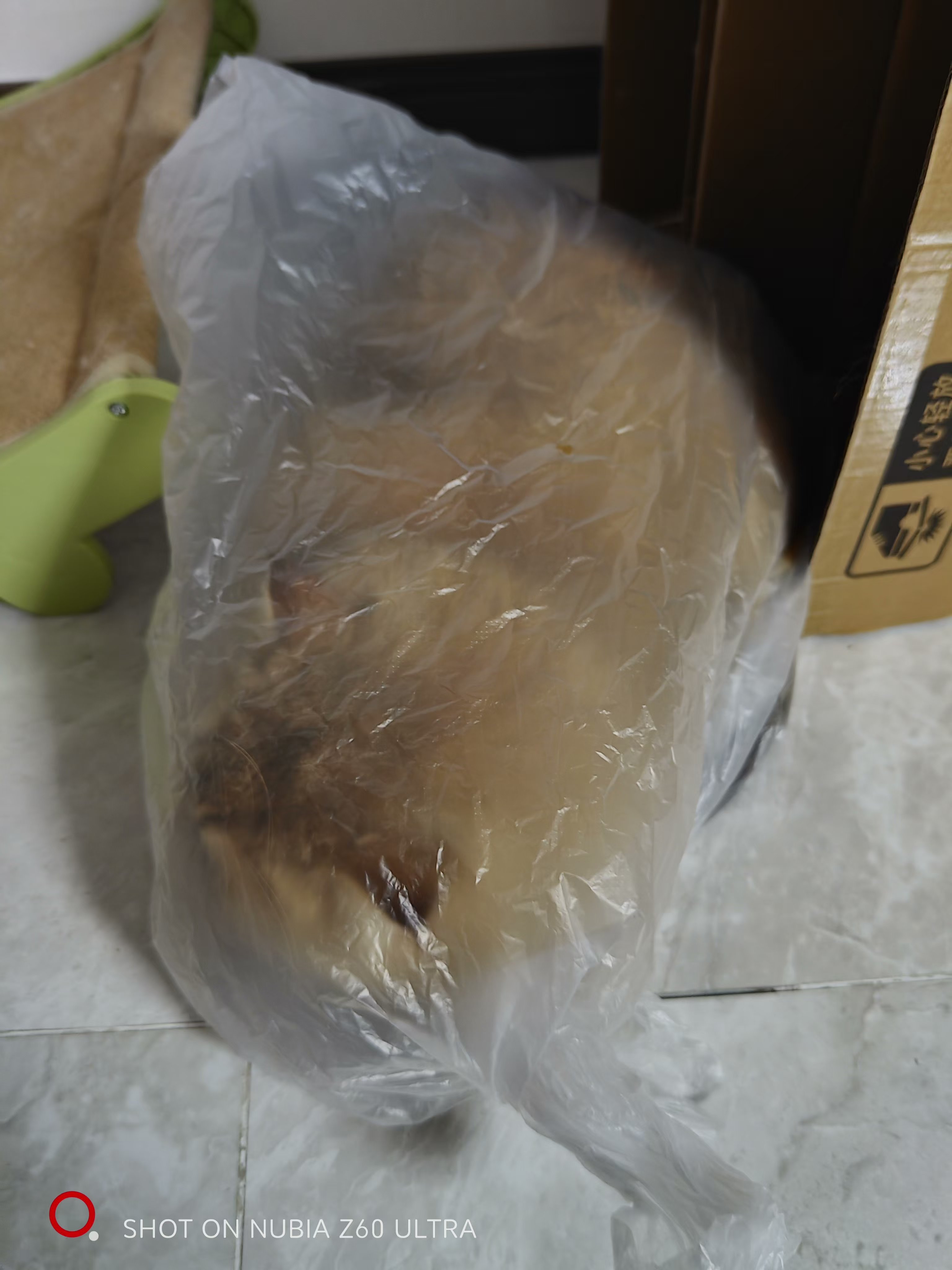 羡慕能养猫的公司2