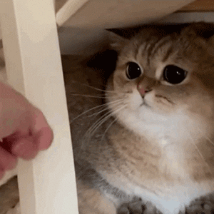 我有三个伙伴陪我一起玩4