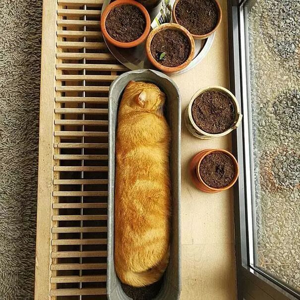 115版本最快乐的事情，猪仔周常2