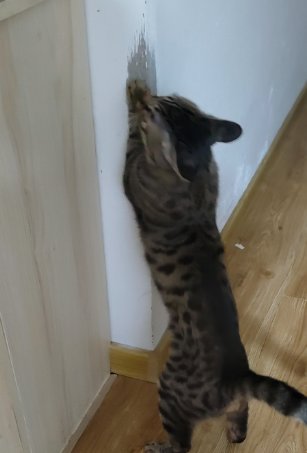 血压直线上升(>^ω^<)喵1
