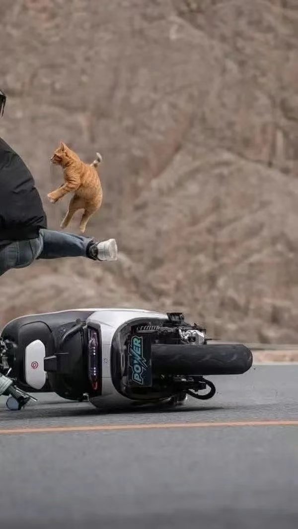 今日份猫猫2
