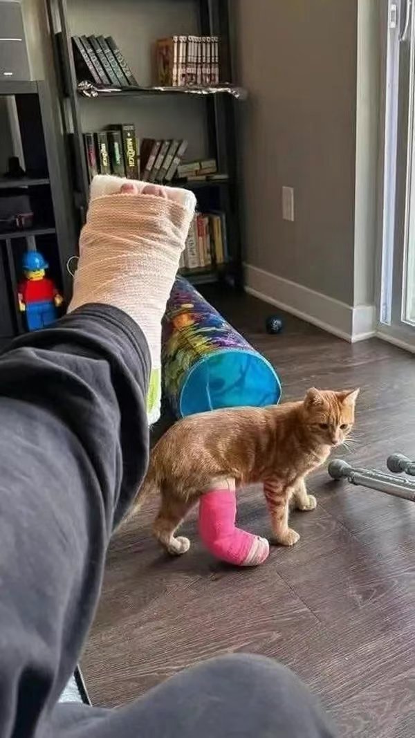 今日份猫猫3