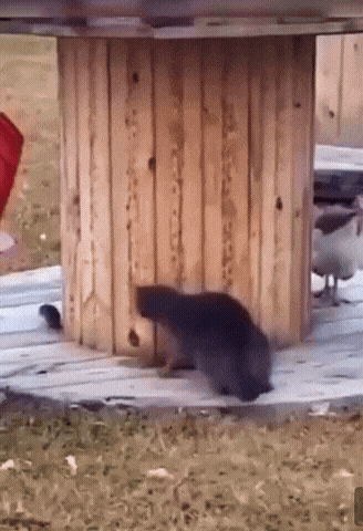 今日份猫猫1