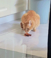今日份猫猫1