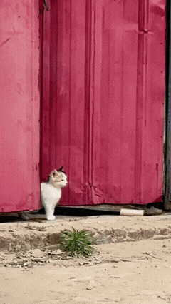 今日份猫猫1