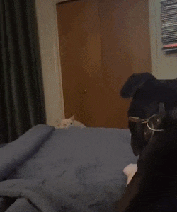 今日份猫猫1