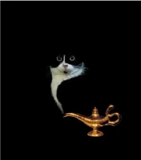 今日份猫猫1