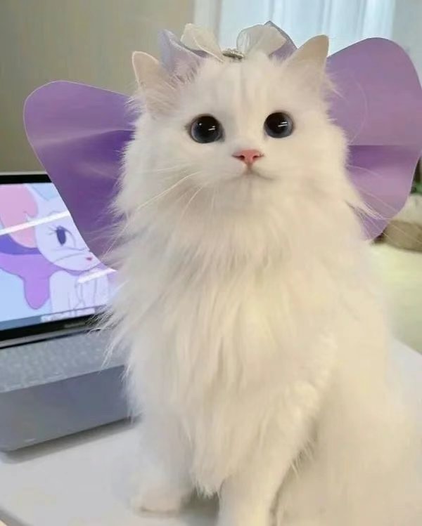 今日份猫猫2