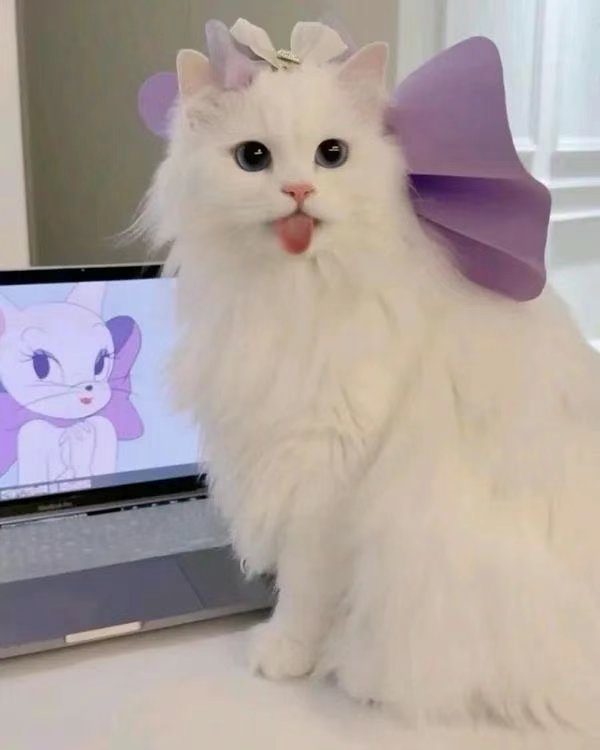 今日份猫猫3