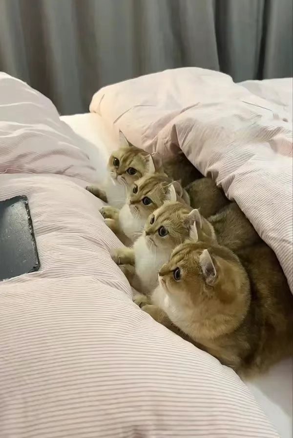 今日份猫猫1
