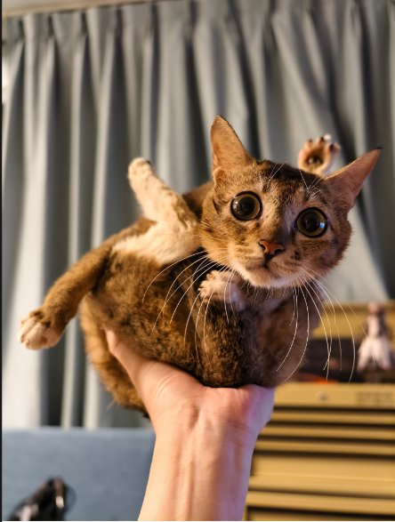 今日份猫猫1