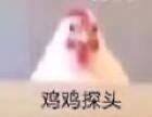 【前瞻：弓箭手第五转职】笨重的不止是外貌！新职业奇美拉简析39