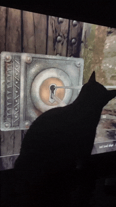 今日份猫猫1