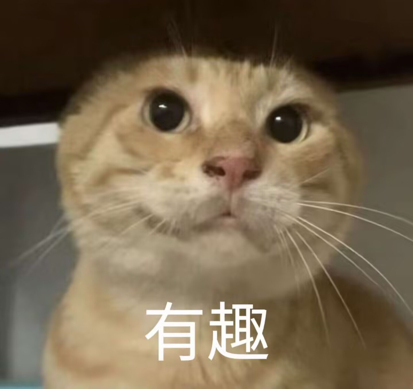 相信国服罐子没问题的可以来留个言1