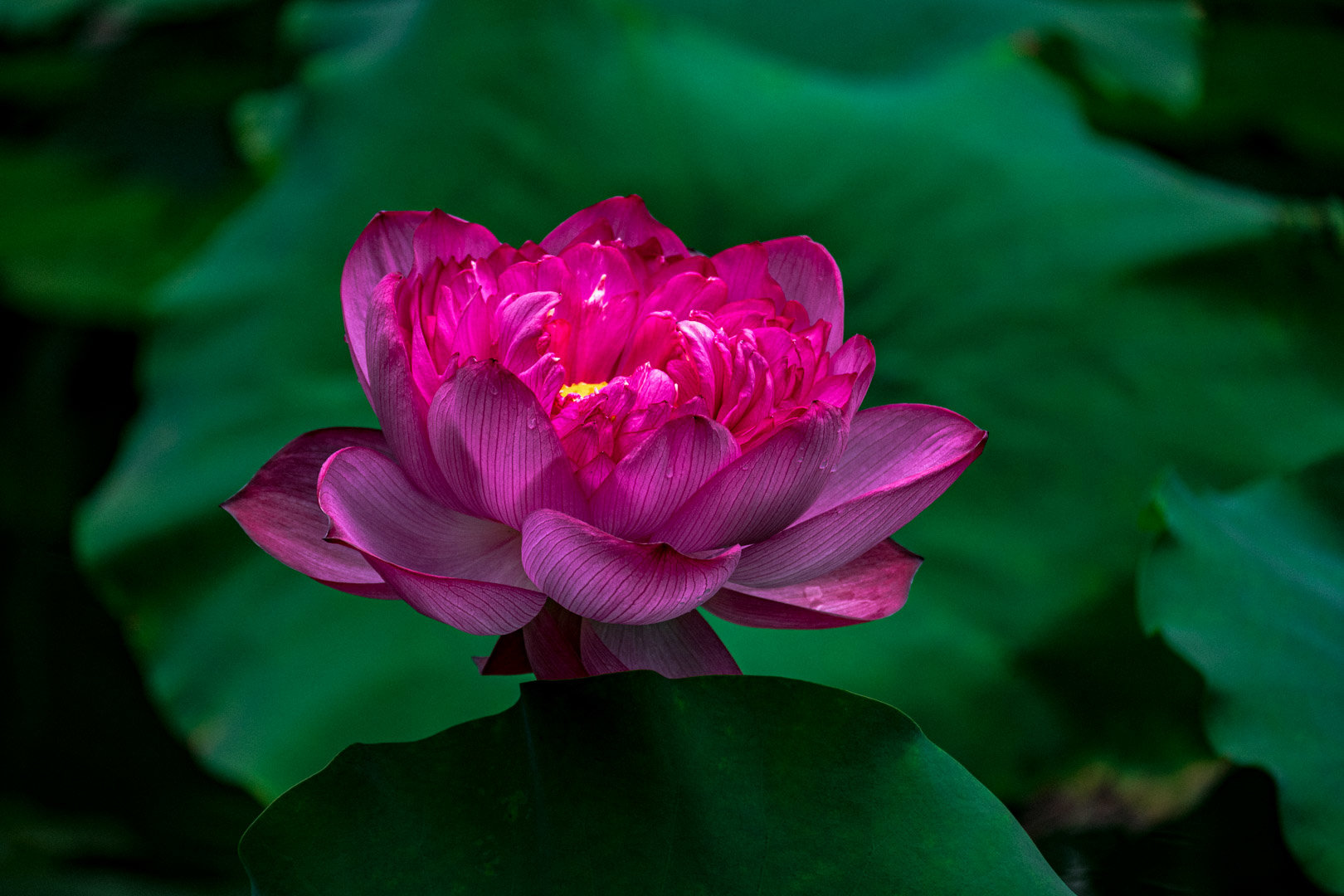 【多图】拍点荷花睡莲1