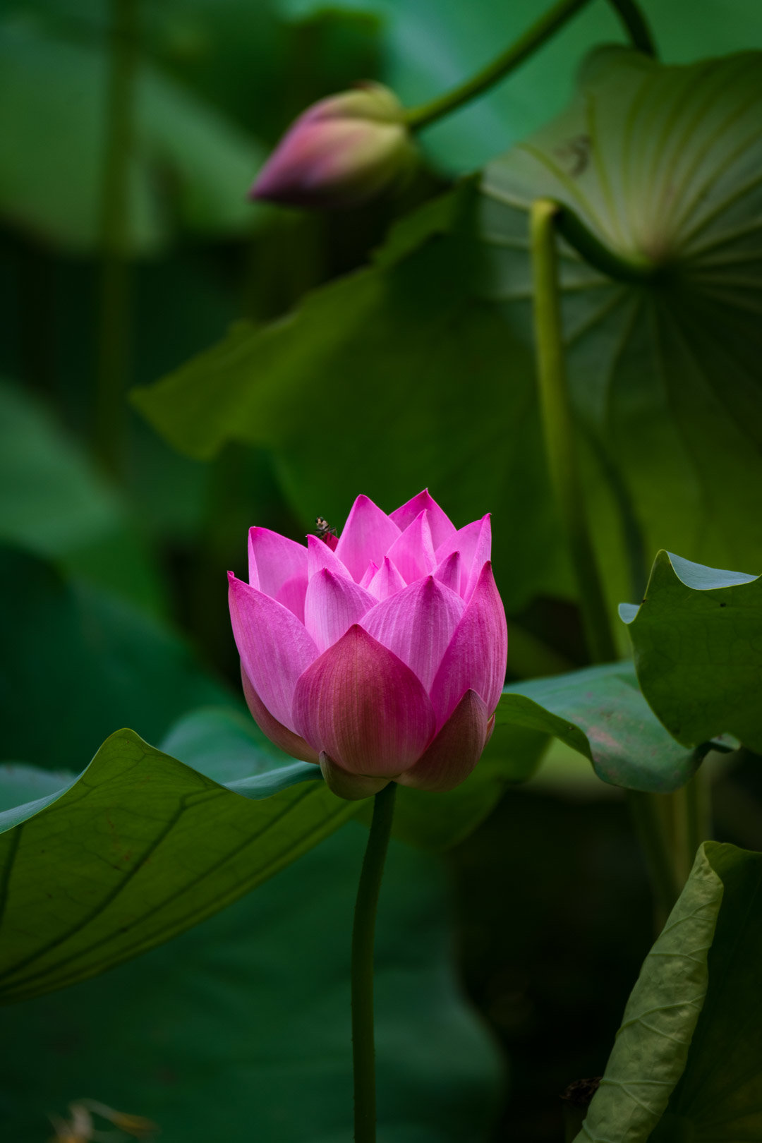 【多图】拍点荷花睡莲5