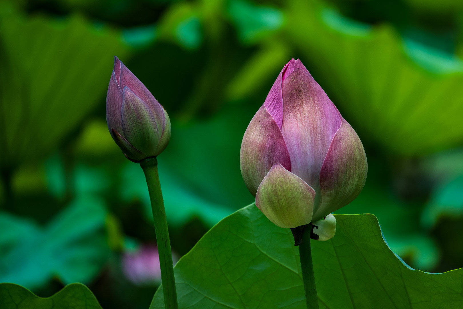 【多图】拍点荷花睡莲7