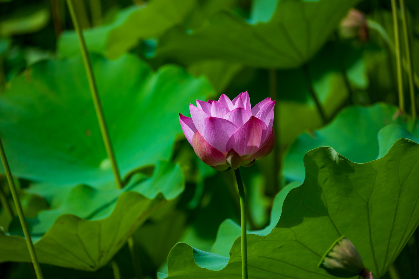 【多图】拍点荷花睡莲8