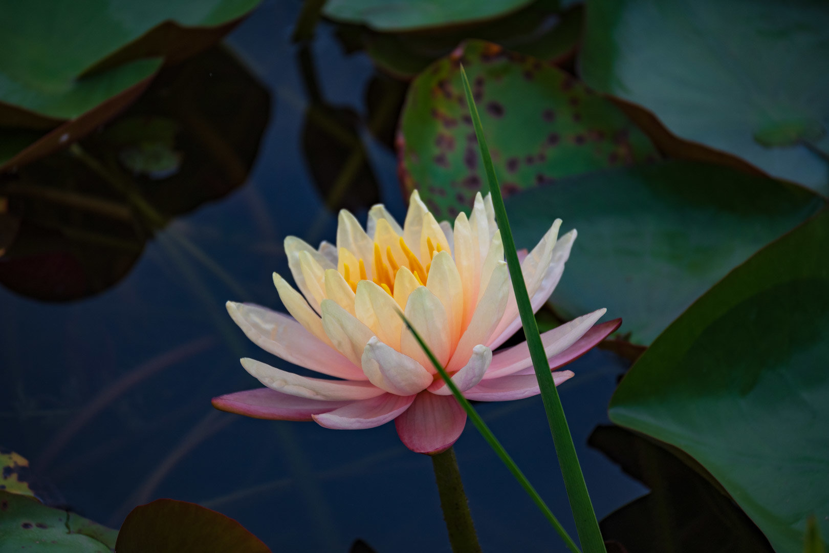 【多图】拍点荷花睡莲16