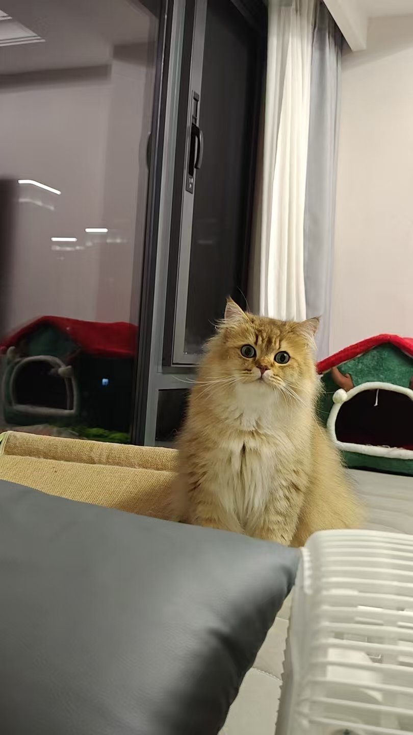 猫猫已经成精了1
