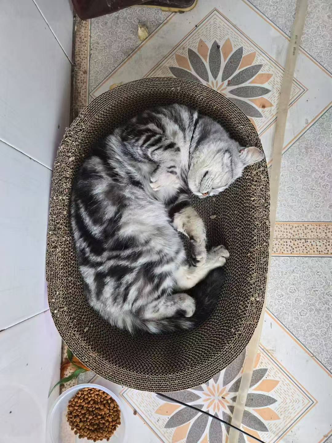 可能养宠物猫太久了 都快忘了猫是耗子的天敌来着~1