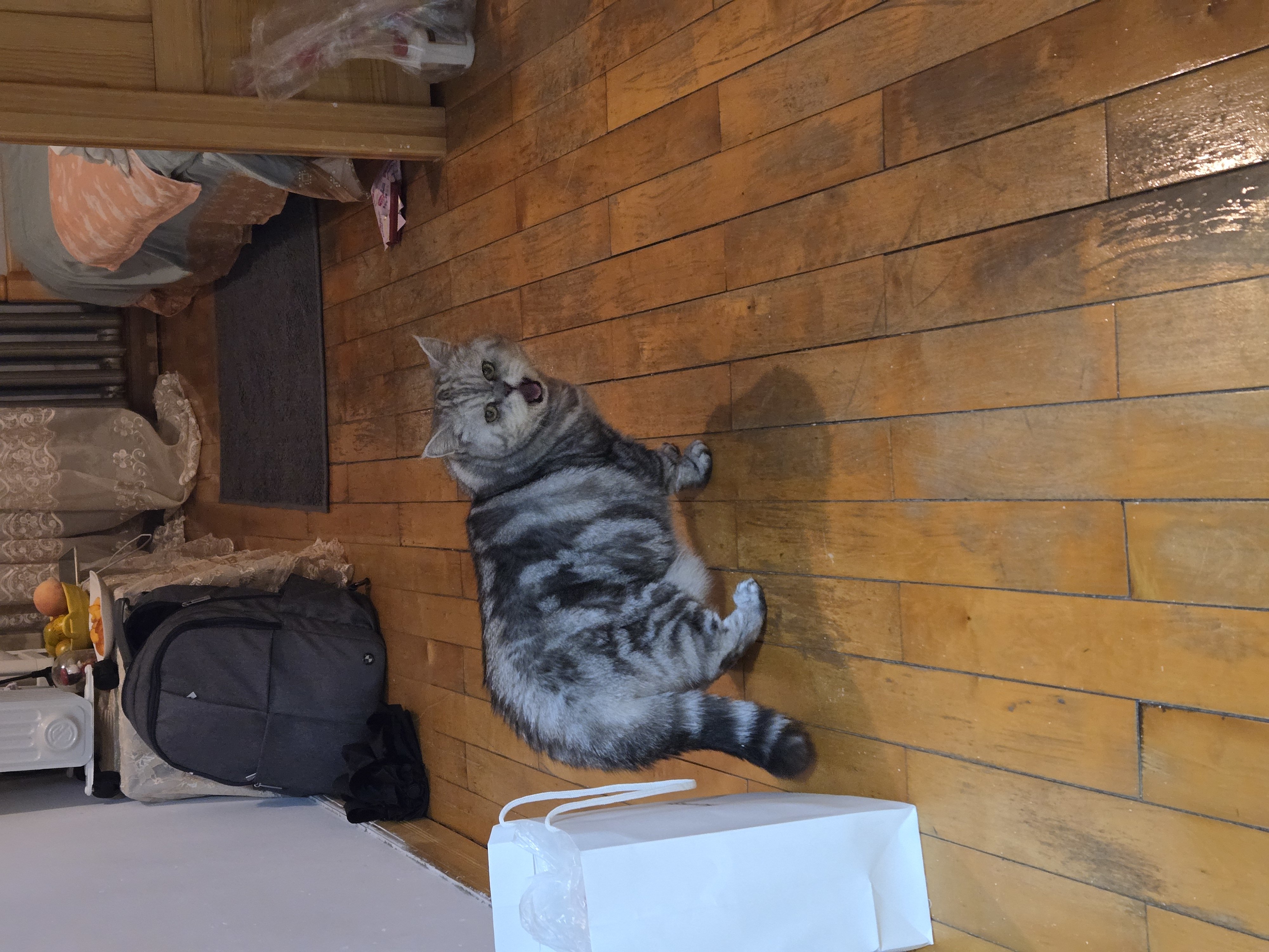 可能养宠物猫太久了 都快忘了猫是耗子的天敌来着~2