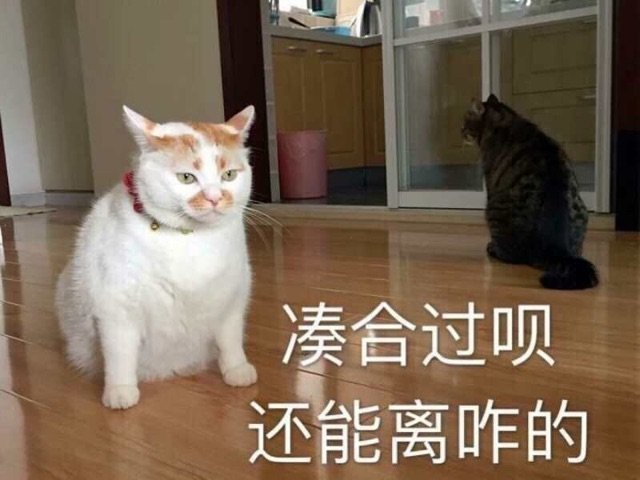 人造神匹配，奶不放太阳，C不打，站谁2