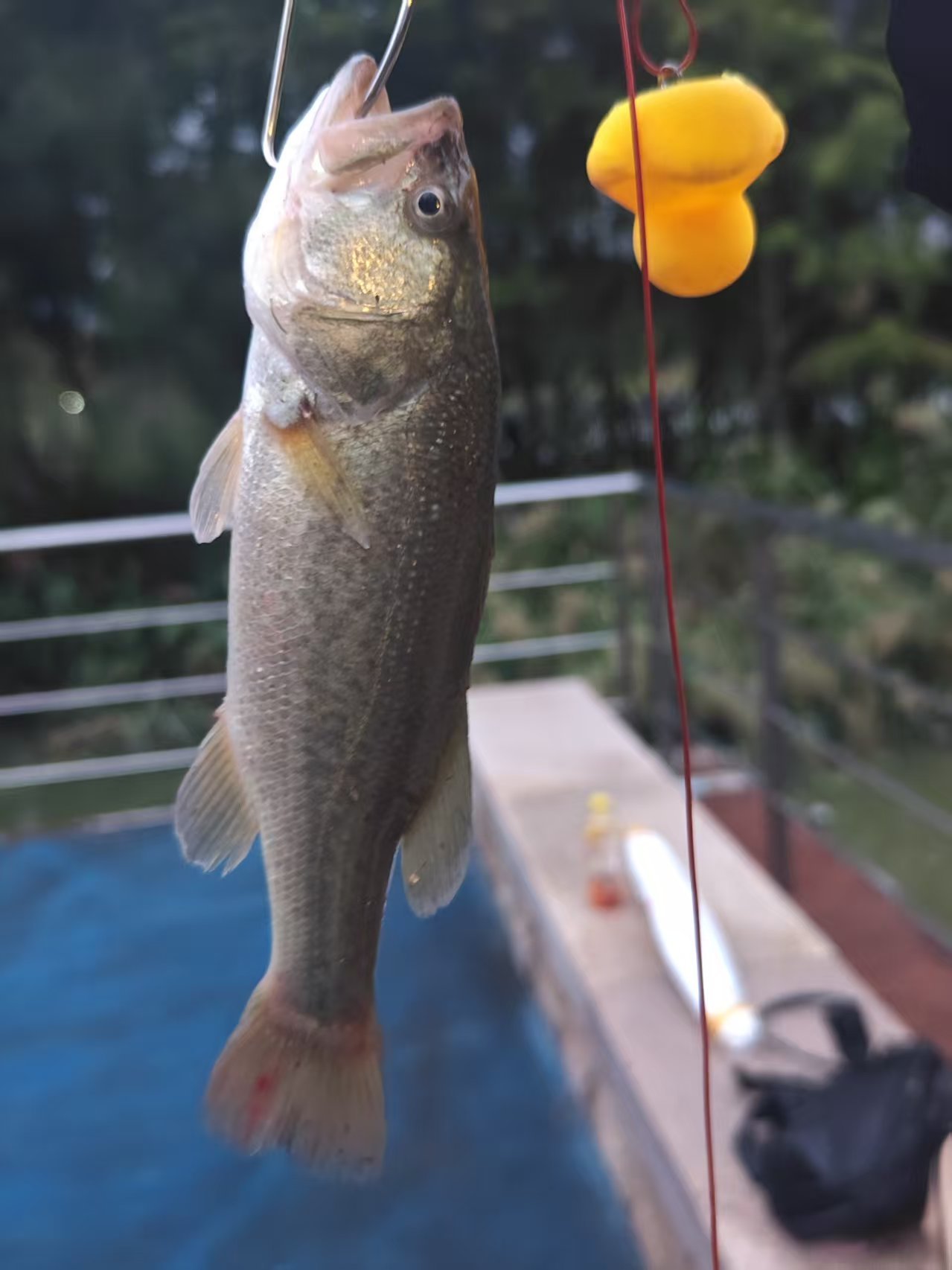 【钓鱼氵】钓鲈鱼还是有意思啊2
