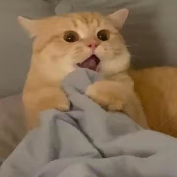 【AI漫画】喵喵喵1